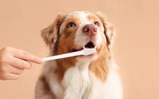 Problemy stomatologiczne psów i kotów – dlaczego czyszczenie zębów jest takie ważne