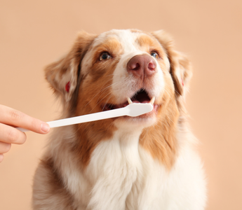 Problemy stomatologiczne psów i kotów – dlaczego czyszczenie zębów jest takie ważne