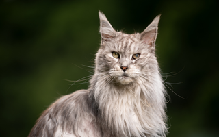Kiedy kot staje się seniorem. Jak się przygotować na zmianę nawyków i zachowań?