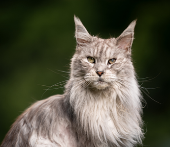 Kiedy kot staje się seniorem. Jak się przygotować na zmianę nawyków i zachowań?