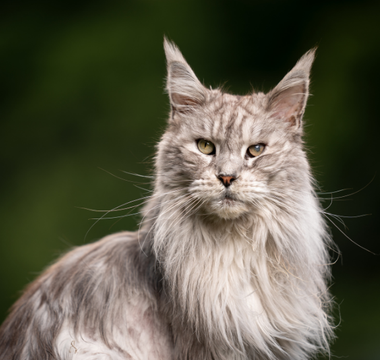 Kiedy kot staje się seniorem. Jak się przygotować na zmianę nawyków i zachowań?