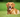 Golden Retriever - złoty standard przyjaciela
