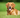 Golden Retriever - złoty standard przyjaciela