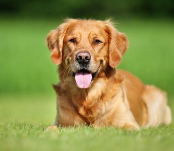 Golden Retriever - złoty standard przyjaciela