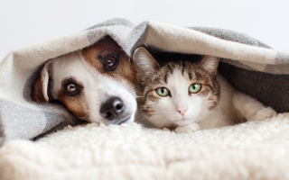 Chronobiologia psa i kota – rytm dobowy, sen i naturalny zegar biologiczny