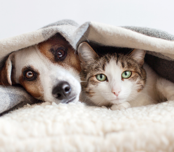 Chronobiologia psa i kota – rytm dobowy, sen i naturalny zegar biologiczny