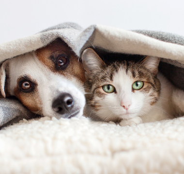 Chronobiologia psa i kota – rytm dobowy, sen i naturalny zegar biologiczny