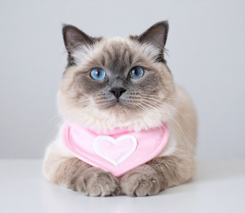 Choroby serca u psów i kotów – jak je rozpoznać, diagnozować i wspierać dietą