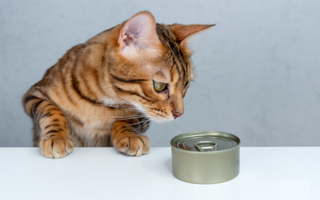 Jak przestawić kota na inną karmę?