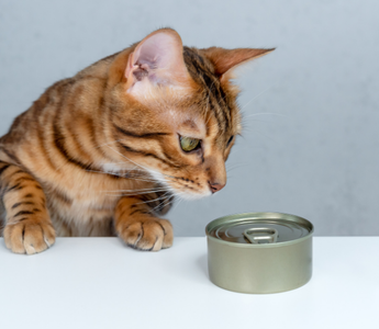 Jak przestawić kota na inną karmę?