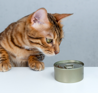 Jak przestawić kota na inną karmę?