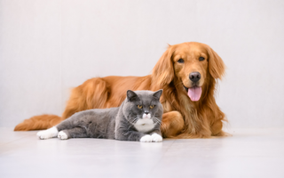 Dlaczego koty mruczą, a psy merdają ogonem?