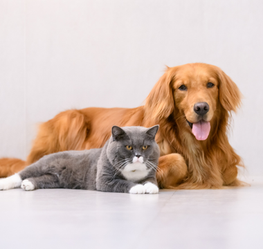 Dlaczego koty mruczą, a psy merdają ogonem?