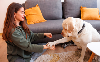 Nauka sztuczek ze smakołykami – jak aktywizować psa?