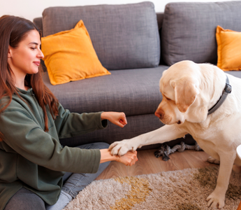 Nauka sztuczek ze smakołykami – jak aktywizować psa?