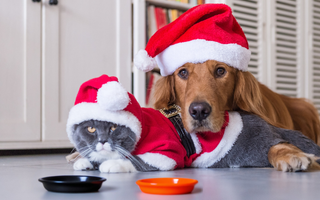 Świąteczne przysmaki dla psa i kota – co wybrać, a czego unikać