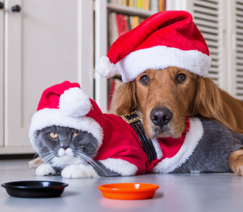 Świąteczne przysmaki dla psa i kota – co wybrać, a czego unikać