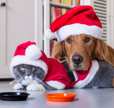 Świąteczne przysmaki dla psa i kota – co wybrać, a czego unikać