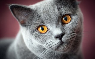 Kot Brytyjski Krótkowłosy – pluszowy miś o wielkim sercu