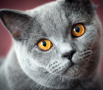 Kot Brytyjski Krótkowłosy – pluszowy miś o wielkim sercu