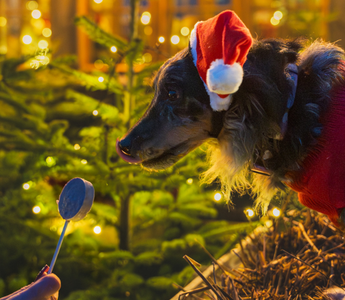 Święta a bezpieczeństwo zwierząt domowych – na co uważać i jak je chronić?