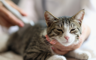 Diagnostyka wczesnych stadiów PchN u kotów – dlaczego to takie trudne?