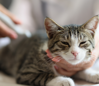 Diagnostyka wczesnych stadiów PchN u kotów – dlaczego to takie trudne?