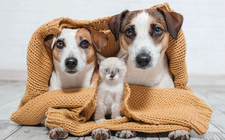 Pierwsze objawy przeziębienia u psa i kota – na co zwrócić uwagę zimą