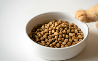 Chronobiologia psa i kota – rytm dobowy, sen i naturalny zegar biologiczny