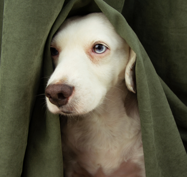 Jak chronić psa podczas Sylwestra?