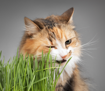 Mój kot jest wybredny, czyli jak karmić bardzo wymagającego pupila?