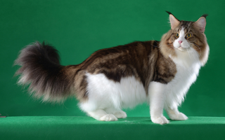 Maine Coon – królewski olbrzym o łagodnym sercu