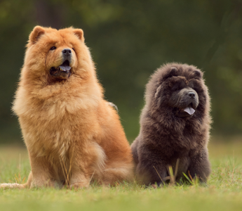 Chow Chow – dumny arystokrata w świecie psów