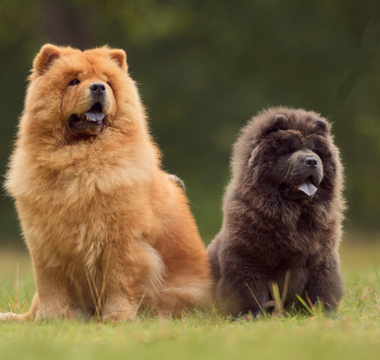 Chow Chow – dumny arystokrata w świecie psów