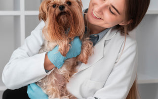 Jak liofilizowana karma Dr Malou wspiera zdrowie psa i kota?