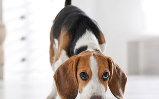 Jak przejść na liofilizowaną karmę Dr Malou? Poradnik dla opiekunów