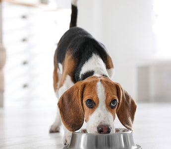 Jak przejść na liofilizowaną karmę Dr Malou? Poradnik dla opiekunów