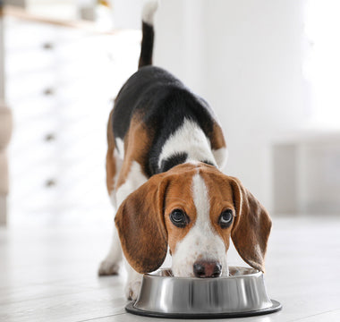Jak przejść na liofilizowaną karmę Dr Malou? Poradnik dla opiekunów