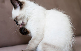 Karma DR MALOU dla psów i kotów z alergiami – naturalne rozwiązanie