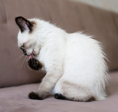 Karma DR MALOU dla psów i kotów z alergiami – naturalne rozwiązanie