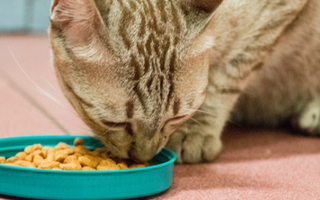 Zdrowie zaczyna się w misce – jak dieta wpływa na odporność i samopoczucie Twojego pupila?