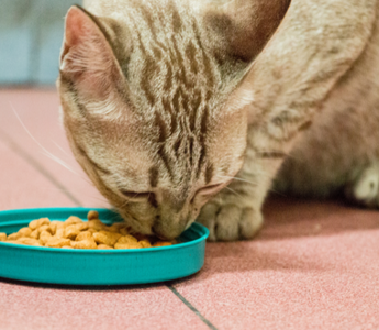 Zdrowie zaczyna się w misce – jak dieta wpływa na odporność i samopoczucie Twojego pupila?