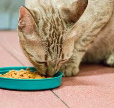 Zdrowie zaczyna się w misce – jak dieta wpływa na odporność i samopoczucie Twojego pupila?