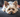 Yorkshire Terrier – elegancki dżentelmen z sercem odważnego łowcy