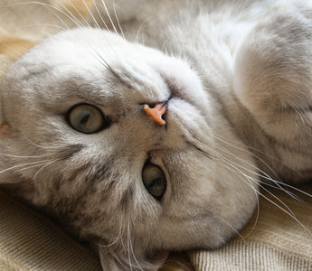 5 korzyści z podawania karmy liofilizowanej