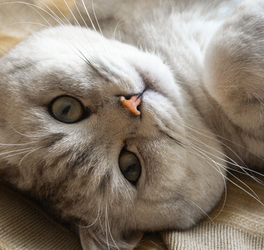 5 korzyści z podawania karmy liofilizowanej