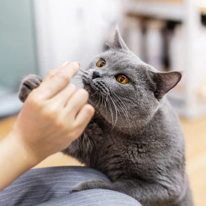 Ente mit Lamm - Gefriergetrocknetes Alleinfuttermittel für ausgewachsene Katzen